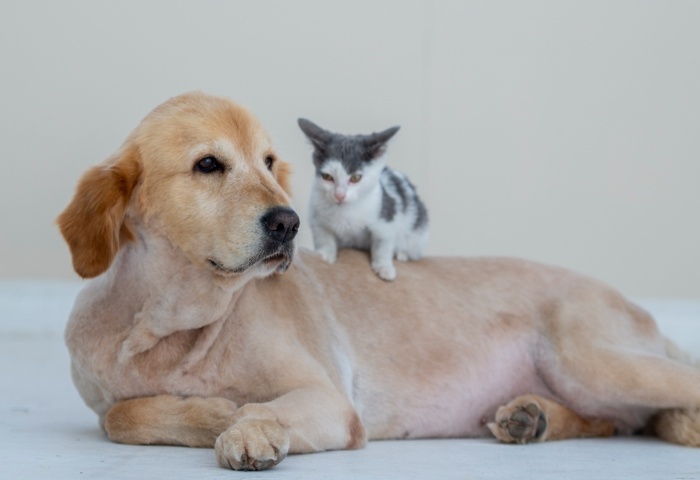 養(yǎng)寵物家庭如何保障室內(nèi)清潔？